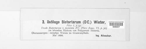 Microbotryum bistortarum image
